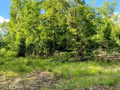 Waterfront Hunting Land for Sale in Port Gibson, MS - image 12
