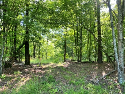 Waterfront Hunting Land for Sale in Port Gibson, MS - image 10