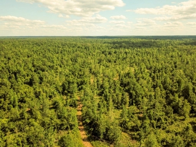 Waterfront Hunting Land for Sale in Port Gibson, MS - image 27