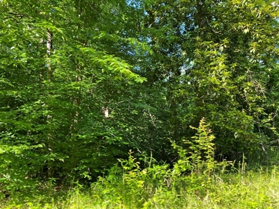 Waterfront Hunting Land for Sale in Port Gibson, MS - image 6