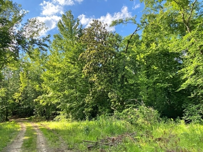 Waterfront Hunting Land for Sale in Port Gibson, MS - image 16