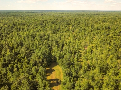 Waterfront Hunting Land for Sale in Port Gibson, MS - image 30