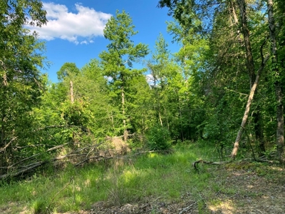 Waterfront Hunting Land for Sale in Port Gibson, MS - image 9