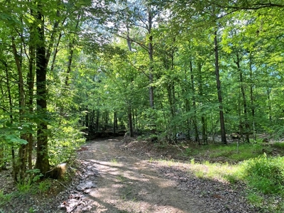 Waterfront Hunting Land for Sale in Port Gibson, MS - image 15