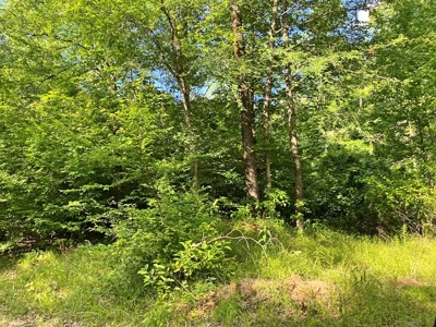 Waterfront Hunting Land for Sale in Port Gibson, MS - image 21