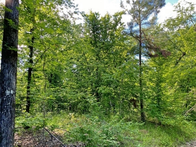 Waterfront Hunting Land for Sale in Port Gibson, MS - image 22