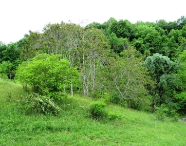 Land for Sale in Glade Spring VA - image 3