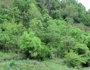 Land for Sale in Glade Spring VA - image 6