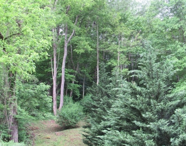 Land for Sale in Glade Spring VA - image 7