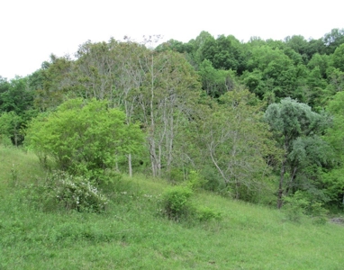 Land for Sale in Glade Spring VA - image 9
