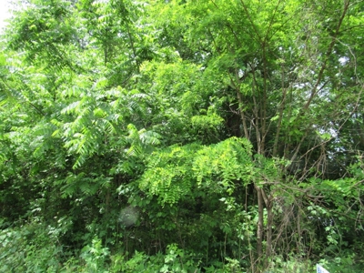 Wooded Building Lot for Sale in Meadowview VA - image 2