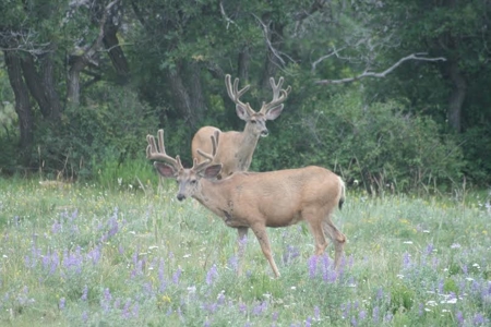 35 acres in Western Colorado with Lake access near Telluride - image 2