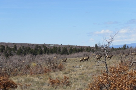 35 acres in Western Colorado with Lake access near Telluride - image 12