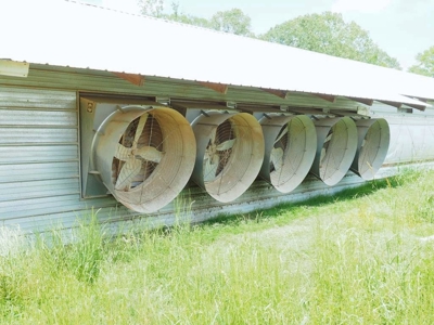 4 House Poultry Breeder Farm for Sale Jasper County, MS - image 7
