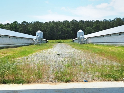 4 House Poultry Breeder Farm for Sale Jasper County, MS - image 6