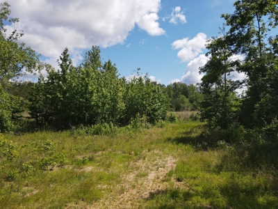Hunting Land Dallas County Arkansas - image 2