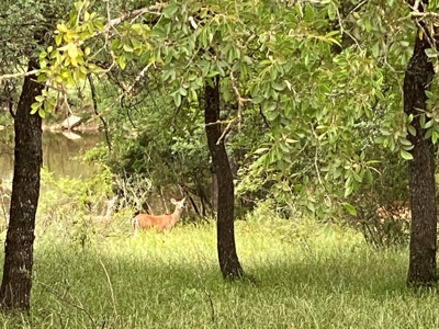 River Front Property for Sale in Central Texas – 300+/- Acre - image 16