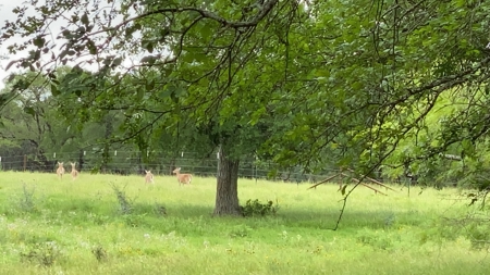 River Front Property for Sale in Central Texas – 300+/- Acre - image 36