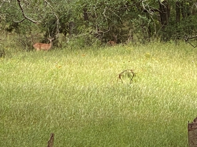 River Front Property for Sale in Central Texas – 300+/- Acre - image 35