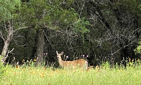 River Front Property for Sale in Central Texas – 300+/- Acre - image 7