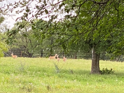 River Front Property for Sale in Central Texas – 300+/- Acre - image 37