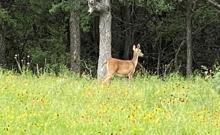 River Front Property for Sale in Central Texas – 300+/- Acre - image 9