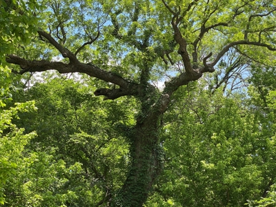 River Front Property for Sale in Central Texas – 300+/- Acre - image 27