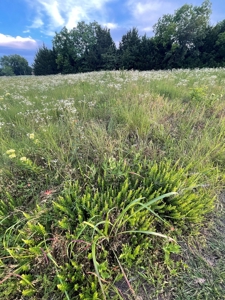 Resort Lot for Sale - image 10