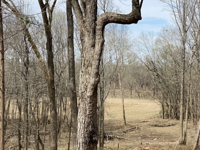 Waterfront Land For Sale In Savannah, Tn On Indian Creek - image 23