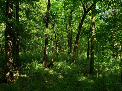 28 Acre Sugarloaf Mountain Wooded Home Site - For Sale - image 11