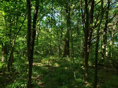 28 Acre Sugarloaf Mountain Wooded Home Site - For Sale - image 17