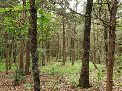 28 Acre Sugarloaf Mountain Wooded Home Site - For Sale - image 2