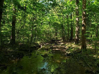 28 Acre Sugarloaf Mountain Wooded Home Site - For Sale - image 9