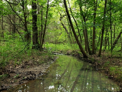 28 Acre Sugarloaf Mountain Wooded Home Site - For Sale - image 4