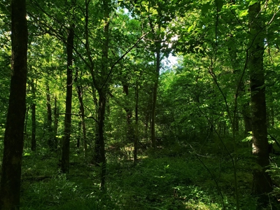 28 Acre Sugarloaf Mountain Wooded Home Site - For Sale - image 16
