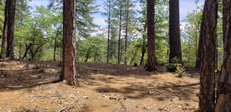 Waterfront Property for Sale - image 3