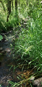 Waterfront Property for Sale - image 8