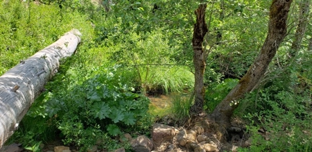 Waterfront Property for Sale - image 9