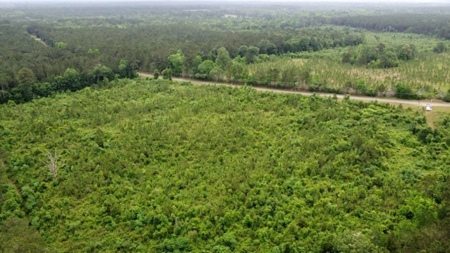 304 Acre Hunting Timber Land for Sale Amite County MS - image 2