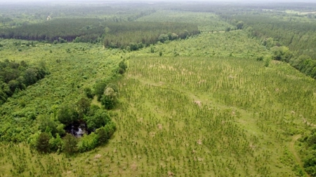 304 Acre Hunting Timber Land for Sale Amite County MS - image 4