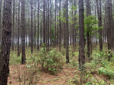 304 Acre Hunting Timber Land for Sale Amite County MS - image 15