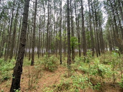 304 Acre Hunting Timber Land for Sale Amite County MS - image 16