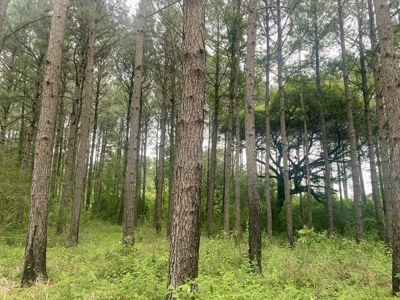 304 Acre Hunting Timber Land for Sale Amite County MS - image 12