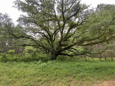 304 Acre Hunting Timber Land for Sale Amite County MS - image 13