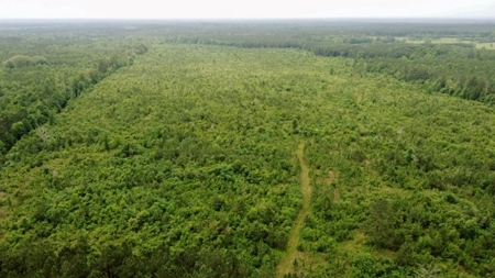 304 Acre Hunting Timber Land for Sale Amite County MS - image 7