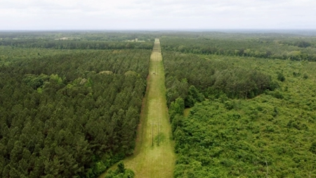 304 Acre Hunting Timber Land for Sale Amite County MS - image 6