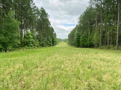 304 Acre Hunting Timber Land for Sale Amite County MS - image 11
