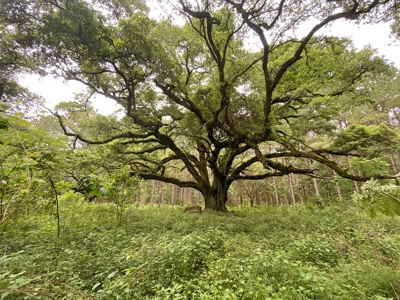 304 Acre Hunting Timber Land for Sale Amite County MS - image 14