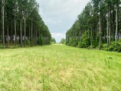 304 Acre Hunting Timber Land for Sale Amite County MS - image 1