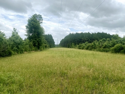 304 Acre Hunting Timber Land for Sale Amite County MS - image 10